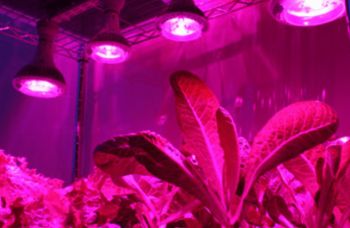 Экономная фитолампа для растений 18ватт на 14 красных и 4 синих светодиодах